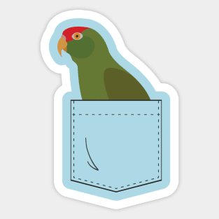 Cherry Head Conure Parrot In Your Front Pocket Sticker